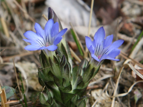 Gentiana thunbergii