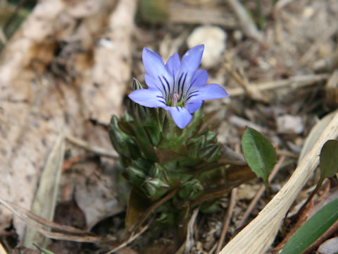 Gentiana thunbergii