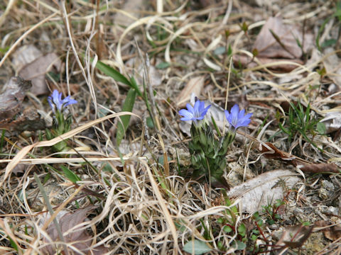 Gentiana thunbergii