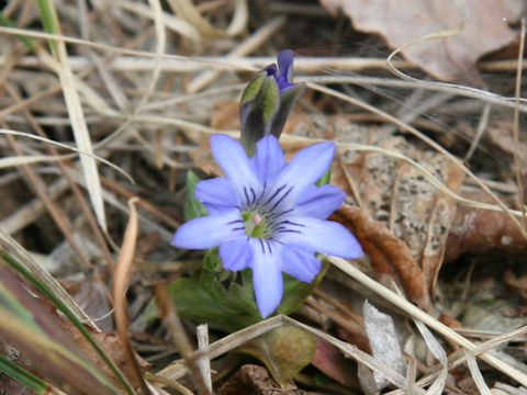 Gentiana thunbergii