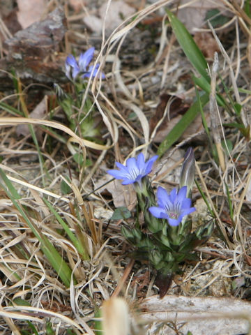 Gentiana thunbergii