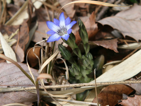 Gentiana thunbergii