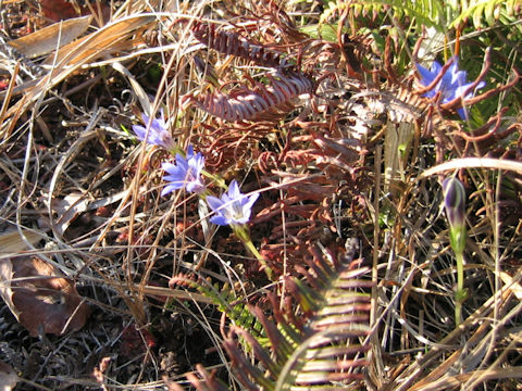 Gentiana thunbergii