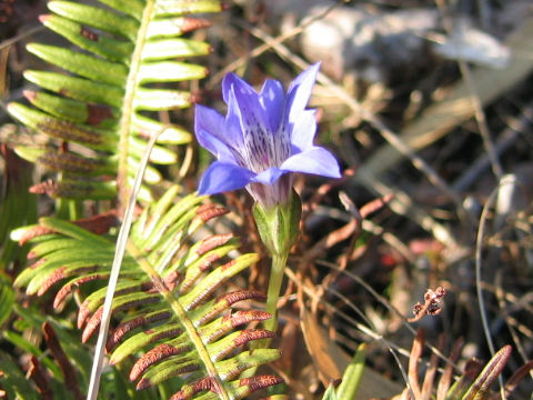 Gentiana thunbergii