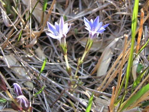 Gentiana thunbergii