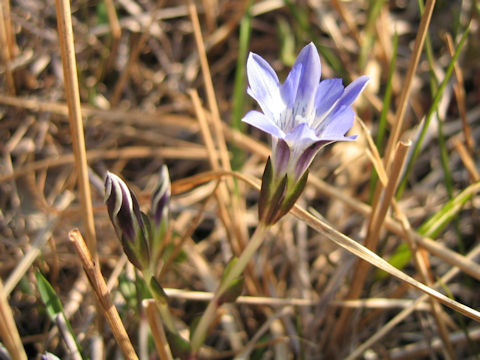 Gentiana thunbergii