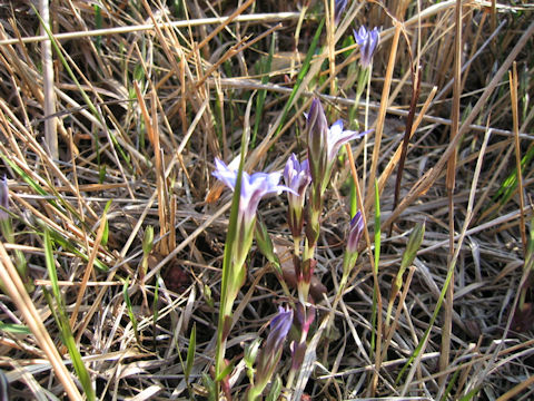 Gentiana thunbergii