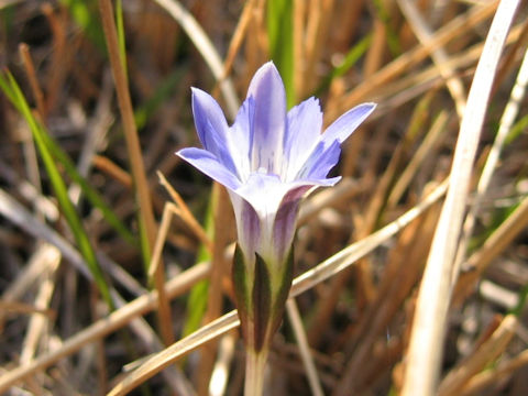 Gentiana thunbergii