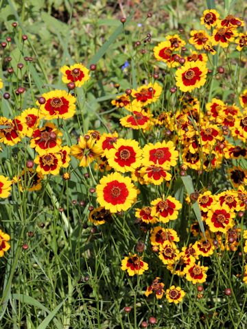 Coreopsis tinctoria