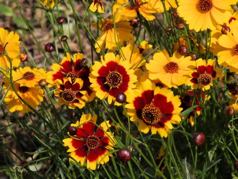 Coreopsis tinctoria