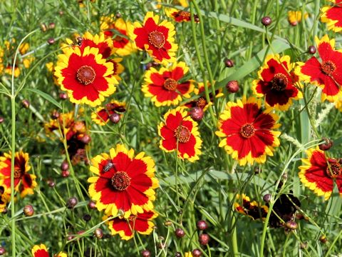 Coreopsis tinctoria