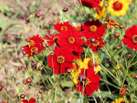 Coreopsis tinctoria