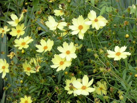 Coreopsis tinctoria cv. Moonlight