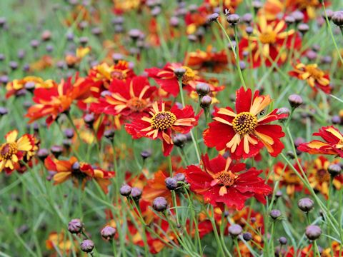 Coreopsis tinctoria cv. Roulette