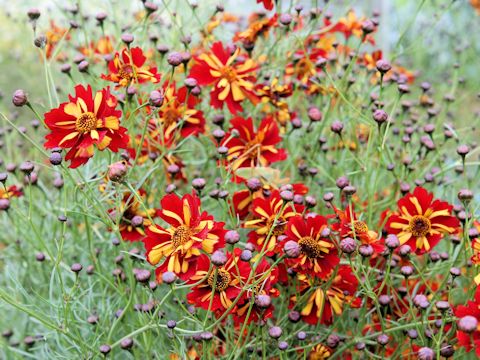 Coreopsis tinctoria cv. Roulette