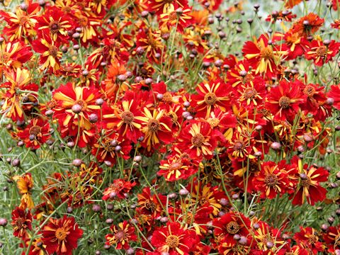 Coreopsis tinctoria cv. Roulette