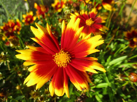 Coreopsis tinctoria cv. Uptick Gold & Bronze