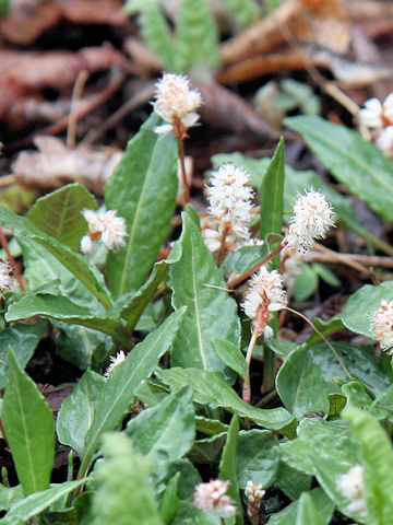 Bistorta tenuicaulis