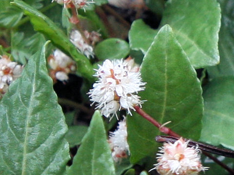 Bistorta tenuicaulis