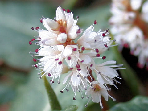 Bistorta tenuicaulis