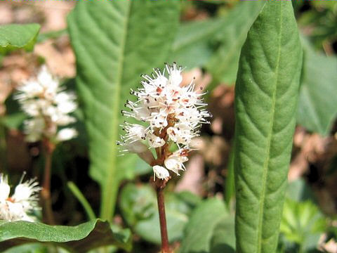 Bistorta tenuicaulis