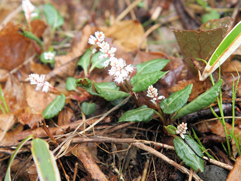 Bistorta tenuicaulis