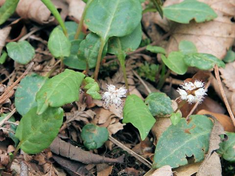 Bistorta tenuicaulis