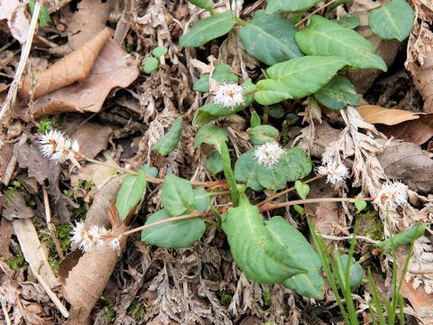 Bistorta tenuicaulis