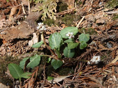 Bistorta tenuicaulis