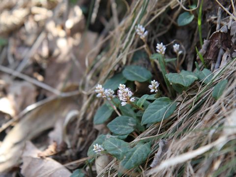 Bistorta tenuicaulis