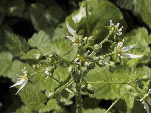 Saxifraga nipponica