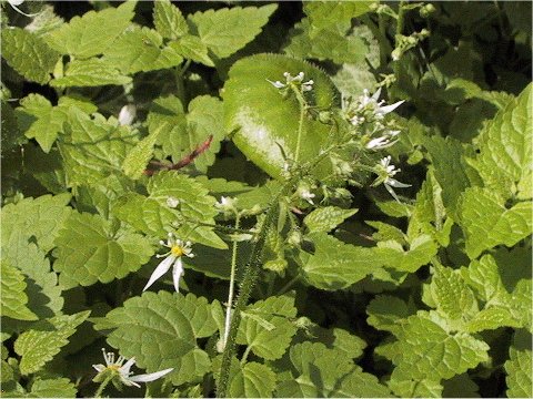 Saxifraga nipponica