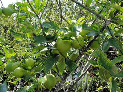 Citrus limon cv. Harvey