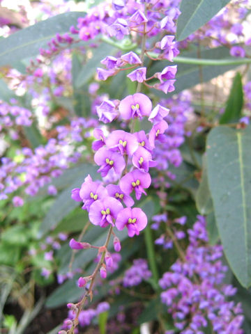 Hardenbergia violacea