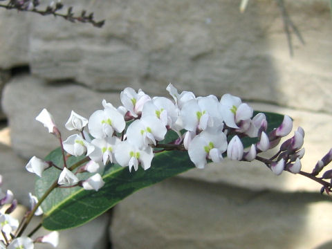 Hardenbergia violacea