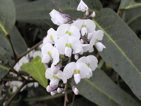 Hardenbergia violacea