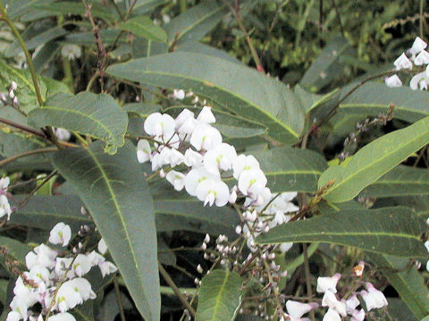 Hardenbergia violacea