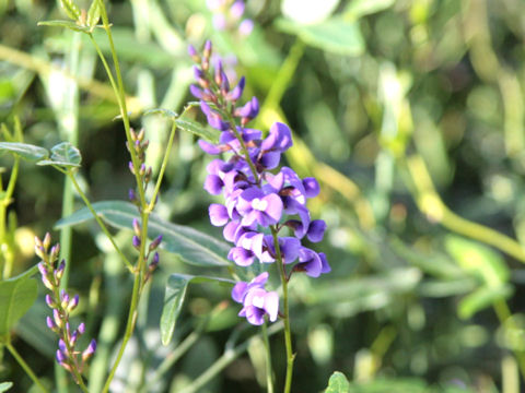 Hardenbergia violacea