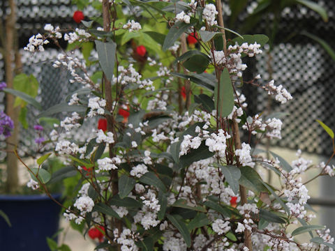 Hardenbergia violacea