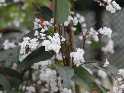 Hardenbergia violacea