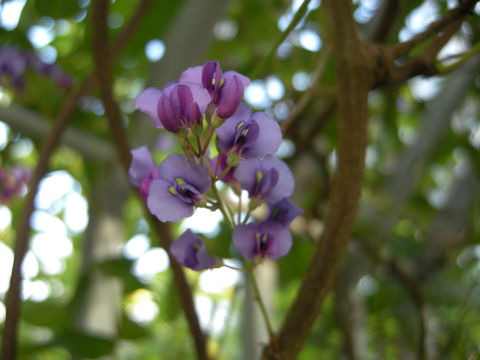 Hardenbergia violacea