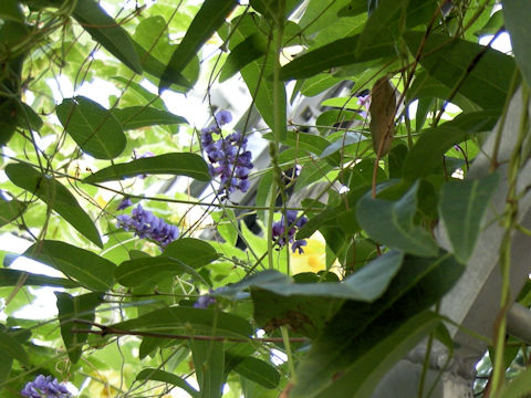 Hardenbergia violacea