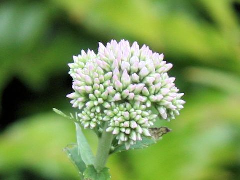 Eupatorium lindleyanum var. yasushii