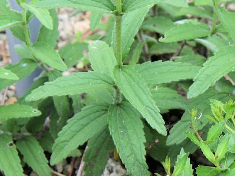 Eupatorium lindleyanum var. yasushii