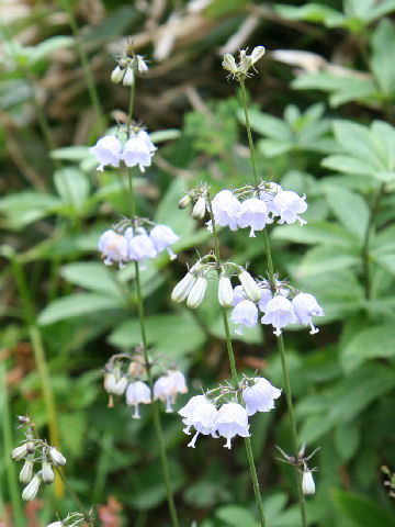 Adenophora triphylla var. hakusanensis