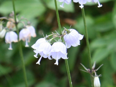 Adenophora triphylla var. hakusanensis