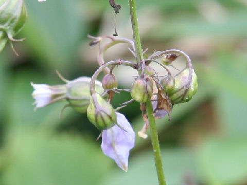 Adenophora triphylla var. hakusanensis