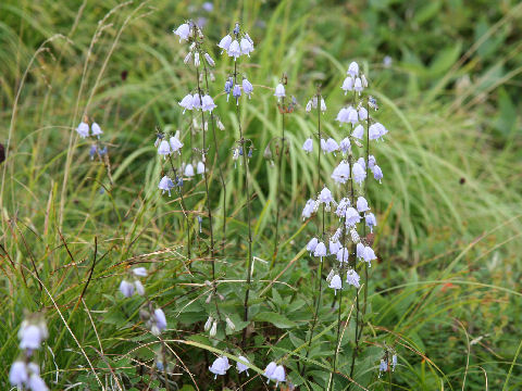 Adenophora triphylla var. hakusanensis