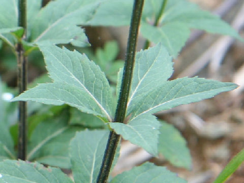 Adenophora triphylla var. hakusanensis