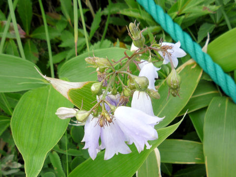 Adenophora triphylla var. hakusanensis